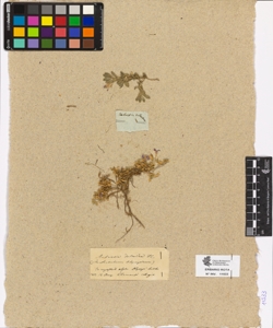 Aubrieta deltoidea De Candolle