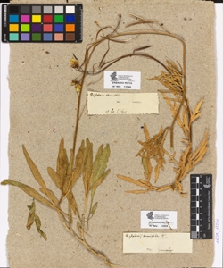 Diplotaxis tenuifolia De Candolle