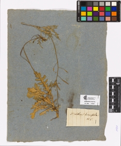 Diplotaxis tenuifolia De Candolle