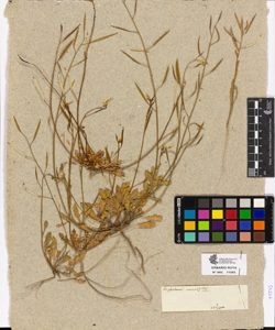 Diplotaxis muralis De Candolle