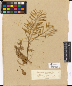 Diplotaxis viminea De Candolle