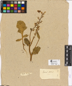 Eruca sativa