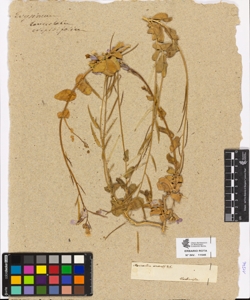 Moricandia arvensis De Candolle