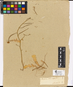 Brassica tournefortii
