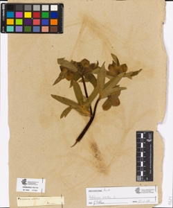 Helleborus viridis