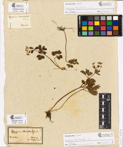 Isopyrum thalictroides L.