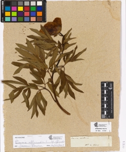 Paeonia corallina