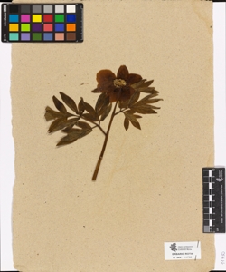 Paeonia sp.