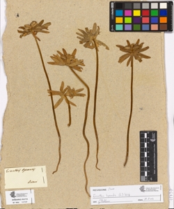Eranthis hyemalis