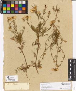 Nigella arvensis Linn.