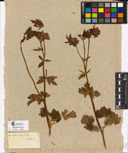Aquilegia vulgaris Pers.