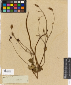 Aquilegia atrata