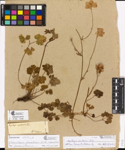 Aquilegia pyrenaica De Candolle