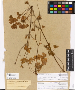 Aquilegia pyrenaica Koch.