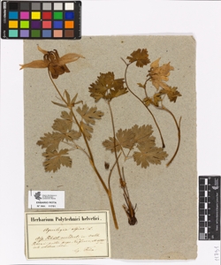 Aquilegia alpina L.
