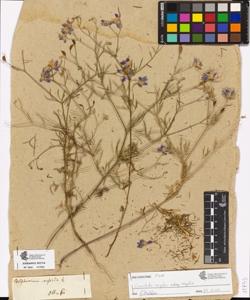Delphinium consolida L.
