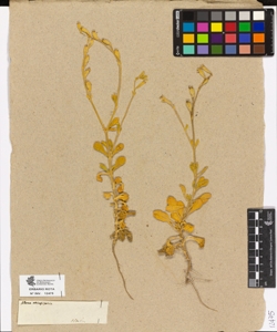 Silene obtusifolia