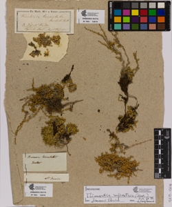 Arenaria lanceolata