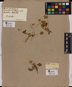 Oxalis acetosella