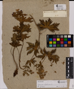 Geranium aconitifolium