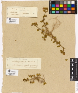 Medicago striata L.