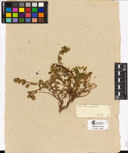 Coronilla vaginalis
