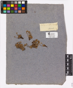 Saxifraga planifolia Lapeyr.