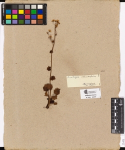 Saxifraga rotundifolia