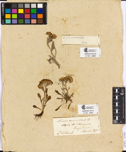 Senecio carniolicus W.