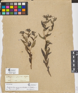 Lithospermum purpureo-caeruleum