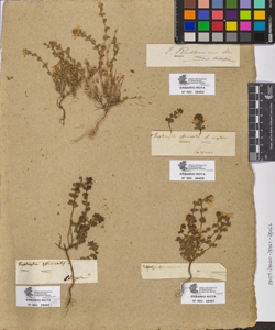 Euphrasia officinalis L.