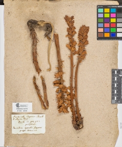 Orobanche rapum Thuil