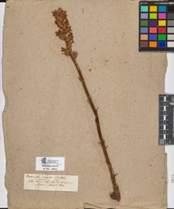 Orobanche cruenta Bertold