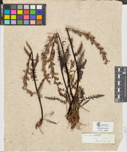 Pedicularis incarnata