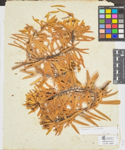 Euphorbia dendroides