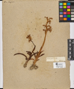 Orchis provincialis