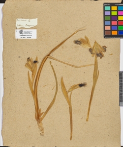 Iris tuberosa L.