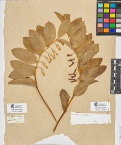 Convallaria multiflora