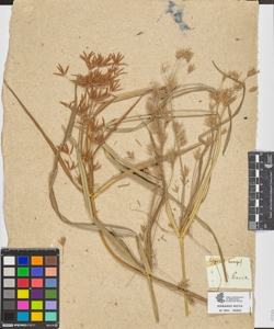 Cyperus longus