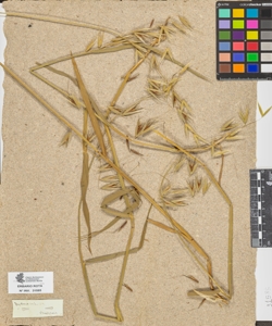 Avena sativa