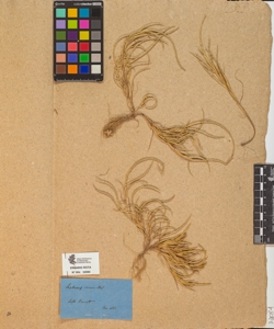 Lepturus incurvatus