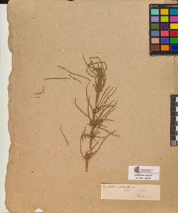 Equisetum palustre L.