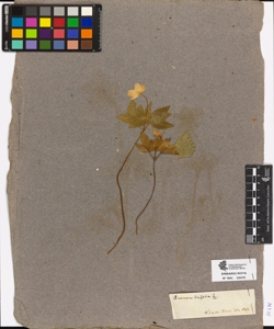 Anemone trifolia L