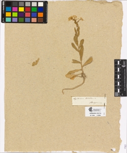 Lepidium draba