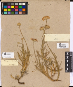 Scabiosa graminifolia