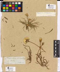 Podospermum calcitrapifolium