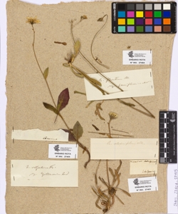 Hieracium staticifolium