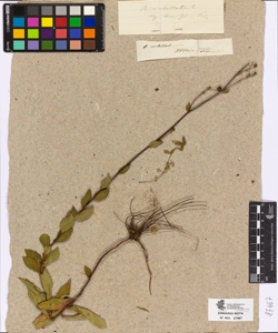 Hieracium umbellatum