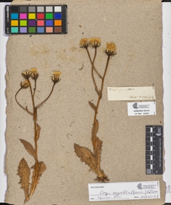 Crepis grandiflora
