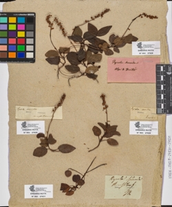Pyrola secunda